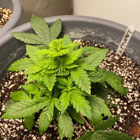 Amnesia Haze #2 growlog timeline photo