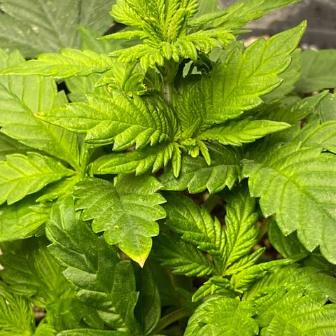 Amnesia Haze #2 growlog timeline photo