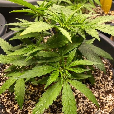 FAT banana #2 growlog timeline photo