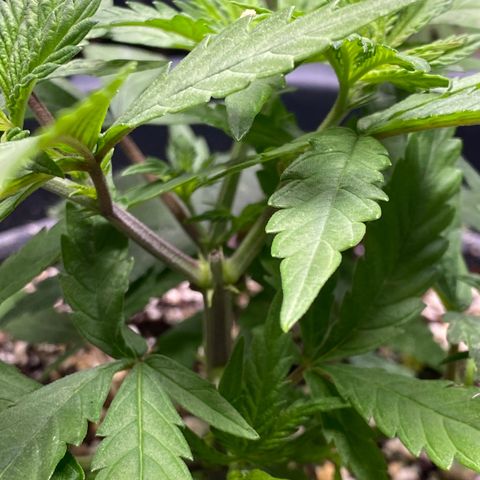 FAT banana #2 growlog timeline photo