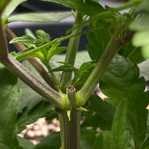 FAT banana #2 growlog timeline photo