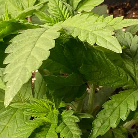 FAT banana #3 growlog timeline photo
