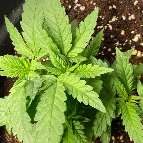FAT banana #3 growlog timeline photo