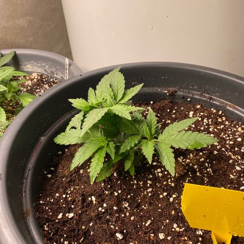 FAT banana #3 growlog timeline photo