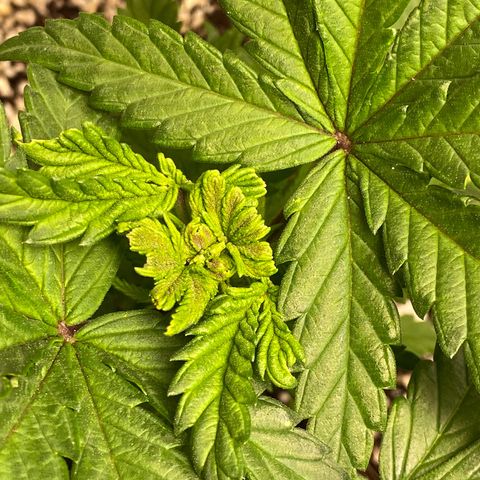 FAT banana #1 growlog timeline photo