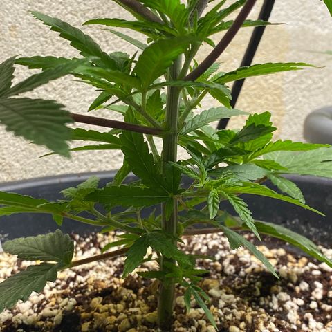 FAT banana #1 growlog timeline photo
