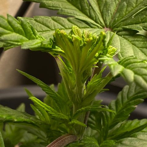 FAT banana #1 growlog timeline photo