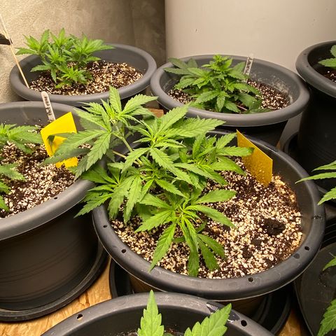 Al Patron #2 growlog timeline photo