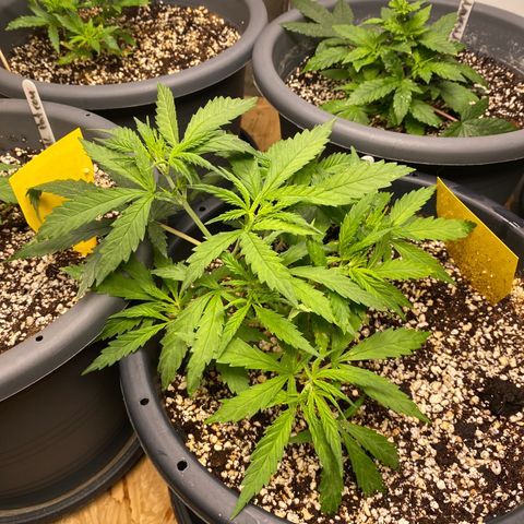 Al Patron #2 growlog timeline photo