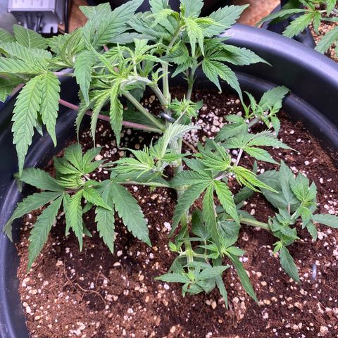 FAT banana #4 growlog timeline photo