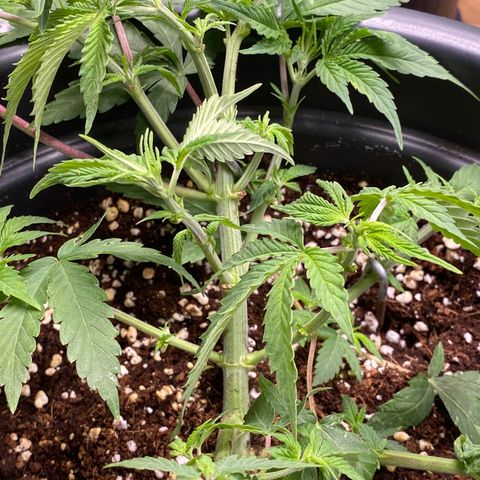 FAT banana #4 growlog timeline photo