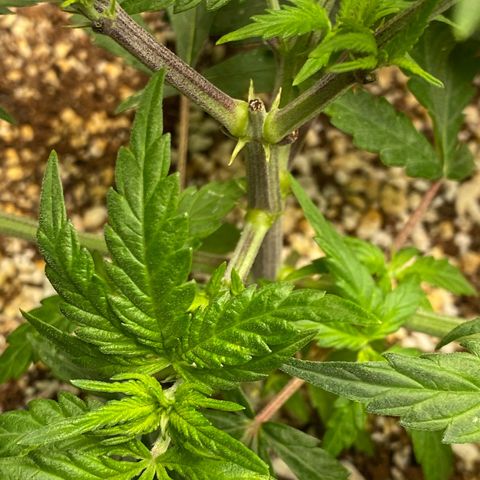 FAT banana #2 growlog timeline photo
