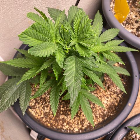 FAT banana #1 growlog timeline photo