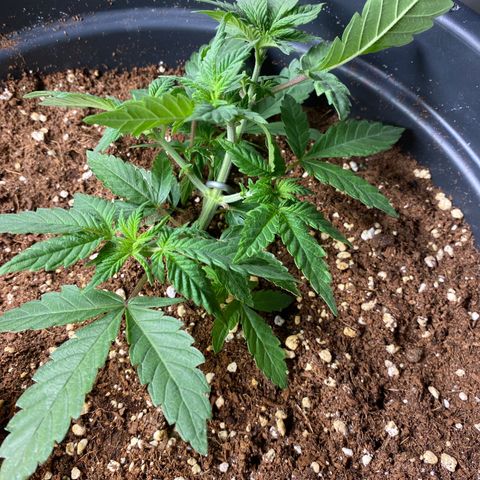 FAT banana #3 growlog timeline photo