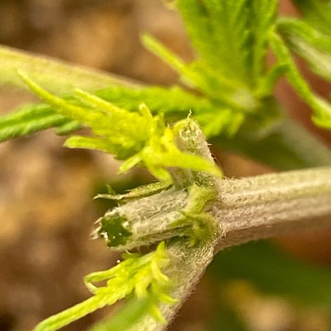 Al Patron #2 growlog timeline photo