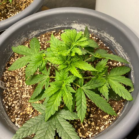 Amnesia Haze #2 growlog timeline photo