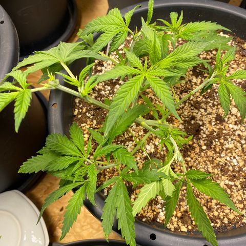 Al Patron #2 growlog timeline photo