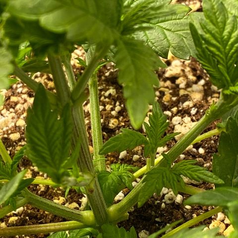 Amnesia Haze #2 growlog timeline photo