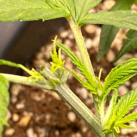 Al Patron #2 growlog timeline photo