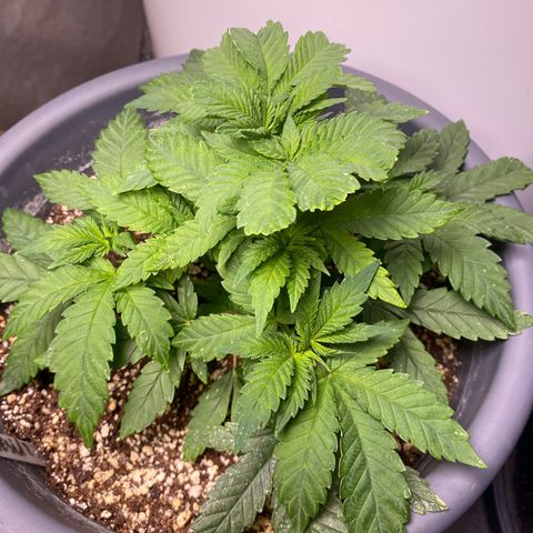 Amnesia Haze #2 growlog timeline photo