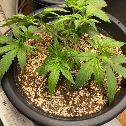 FAT banana #2 growlog timeline photo