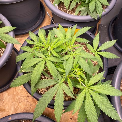 Al Patron #2 growlog timeline photo
