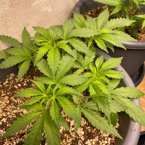 Al Patron #1 growlog timeline photo