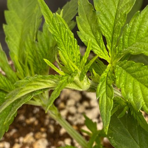 Al Patron #1 growlog timeline photo