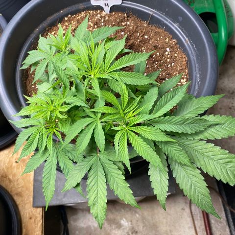 FAT banana #4 growlog timeline photo