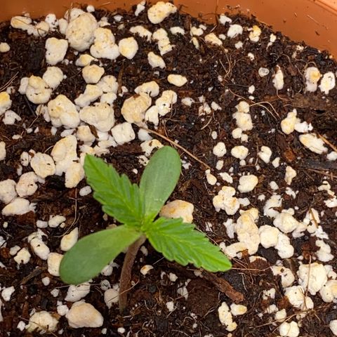 C- Vibez  #2 growlog timeline photo