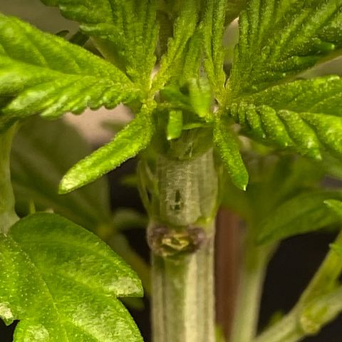 FAT banana #1 growlog timeline photo