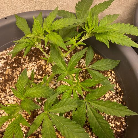 Al Patron #1 growlog timeline photo