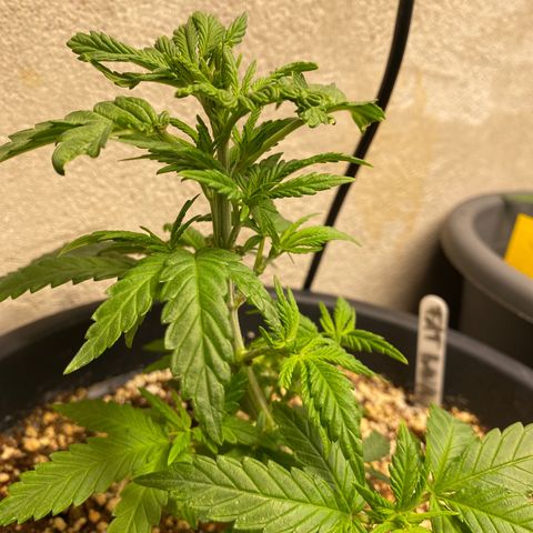FAT banana #1 growlog timeline photo