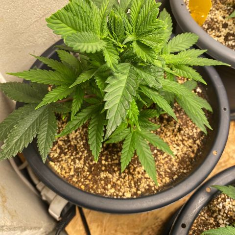 FAT banana #2 growlog timeline photo