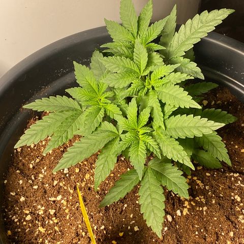FAT banana #3 growlog timeline photo