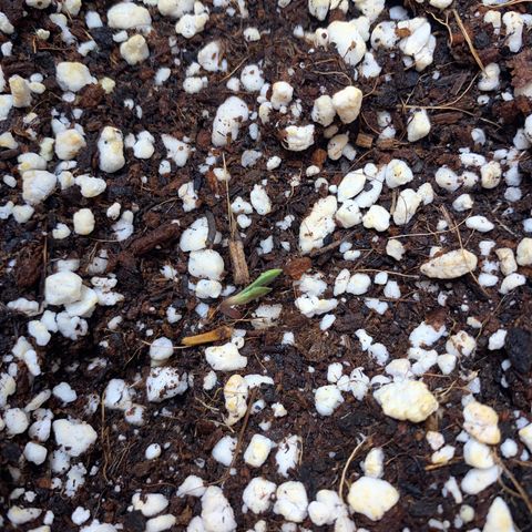 C- Vibez  #3 growlog timeline photo