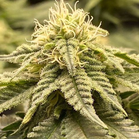 Al Patron #1 growlog timeline photo