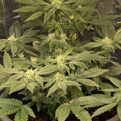 Al Patron #1 growlog timeline photo