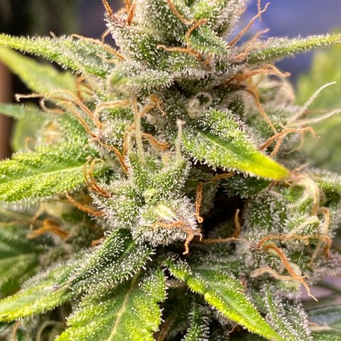 Al Patron #1 growlog timeline photo