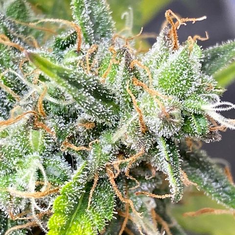 Al Patron #1 growlog timeline photo