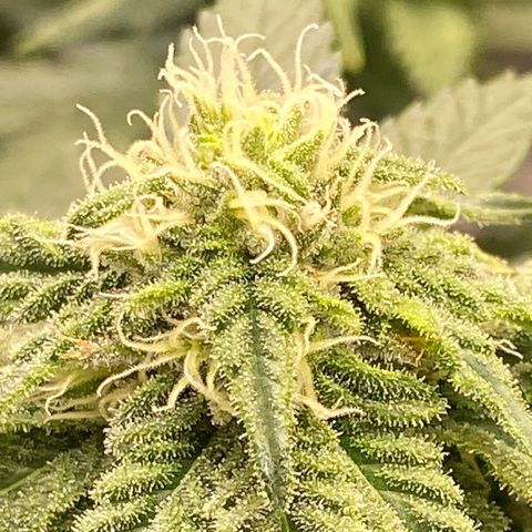 Al Patron #1 growlog timeline photo