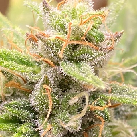 Al Patron #1 growlog timeline photo
