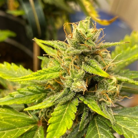 Al Patron #1 growlog timeline photo