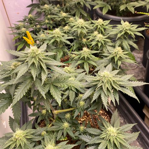 Al Patron #1 growlog timeline photo
