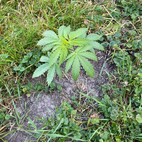 Hollands Hope  #1 growlog timeline photo