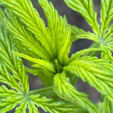 Hollands Hope  #1 growlog timeline photo