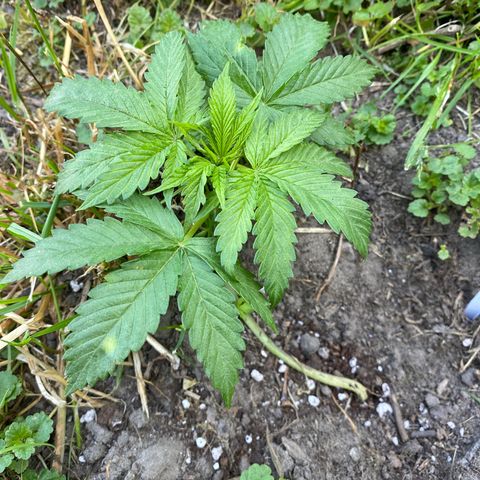 Hollands Hope  #2 growlog timeline photo