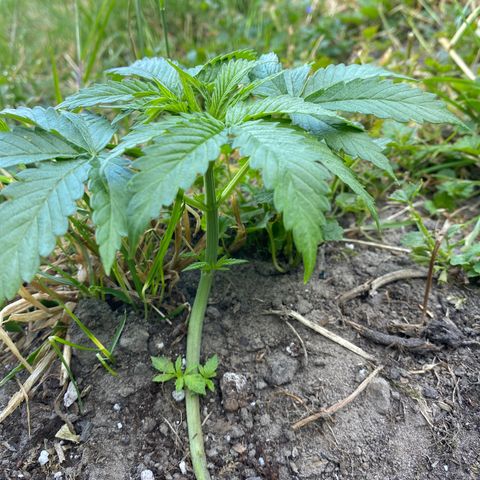 Hollands Hope  #2 growlog timeline photo