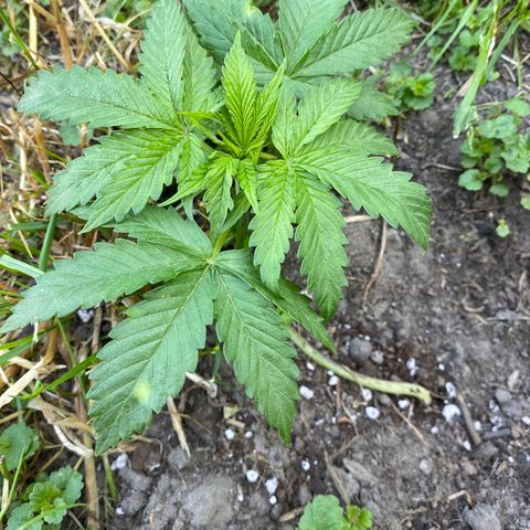 Hollands Hope  #2 growlog timeline photo