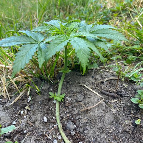 Hollands Hope  #2 growlog timeline photo
